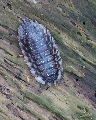 <i class='fa fa-user'></i>&nbsp;Johan van Gurp&nbsp;|  Kelderpissebed&nbsp; <i class='fa fa-eye'>&nbsp;81</i> &nbsp; <i class='fa fa-comment-o'>&nbsp;1</i>