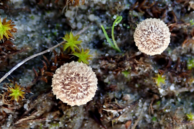 <i class='fa fa-user'></i>&nbsp;A. Soeting&nbsp;|  Bleek Nestzwammetje&nbsp; <i class='fa fa-eye'>&nbsp;84</i> &nbsp; <i class='fa fa-comment-o'>&nbsp;2</i>