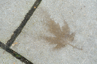 <i class='fa fa-user'></i>&nbsp;Hendrik van Kampen&nbsp;|  Herinnering aan een herfstblad&nbsp; <i class='fa fa-eye'>&nbsp;117</i> &nbsp;<i class='fa fa-thumbs-up'>&nbsp;6</i> &nbsp; <i class='fa fa-comment-o'>&nbsp;10</i>