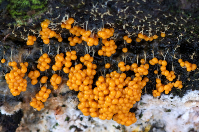 <i class='fa fa-user'></i>&nbsp;Johan van Gurp&nbsp;|  Troskalknetje&nbsp; <i class='fa fa-eye'>&nbsp;92</i> &nbsp;<i class='fa fa-thumbs-up'>&nbsp;2</i> &nbsp; <i class='fa fa-comment-o'>&nbsp;2</i>