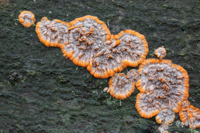 <i class='fa fa-user'></i>&nbsp;Paul Vandebroek&nbsp;|  Oranje Aderzwam&nbsp; <i class='fa fa-eye'>&nbsp;90</i> &nbsp;<i class='fa fa-thumbs-up'>&nbsp;2</i> &nbsp; <i class='fa fa-comment-o'>&nbsp;3</i>