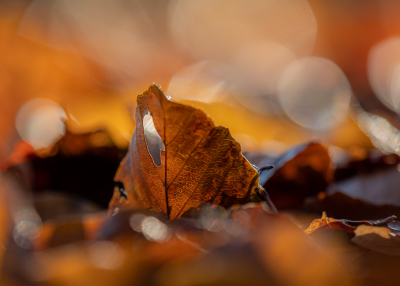 <i class='fa fa-user'></i>&nbsp;Groenenboom&nbsp;|  Beuk&nbsp; <i class='fa fa-eye'>&nbsp;170</i> &nbsp;<i class='fa fa-thumbs-up'>&nbsp;6</i> &nbsp; <i class='fa fa-comment-o'>&nbsp;8</i>