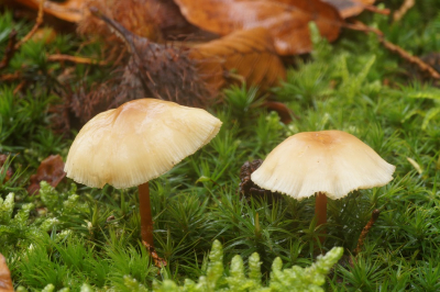 <i class='fa fa-user'></i>&nbsp;Jelle Bakker&nbsp;|  Kale Roodsteelcollybia&nbsp; <i class='fa fa-eye'>&nbsp;77</i> &nbsp; <i class='fa fa-comment-o'>&nbsp;2</i>