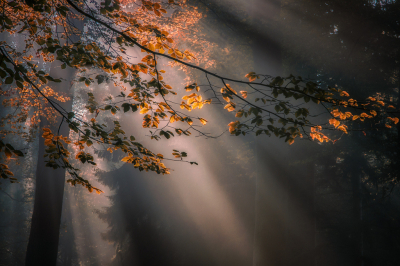 <i class='fa fa-user'></i>&nbsp;Loes Belovics&nbsp;|  Beuk&nbsp; <i class='fa fa-eye'>&nbsp;172</i> &nbsp;<i class='fa fa-thumbs-up'>&nbsp;16</i> &nbsp; <i class='fa fa-comment-o'>&nbsp;17</i>