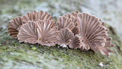 <i class='fa fa-user'></i>&nbsp;Johan van Gurp&nbsp;|  Waaiertje&nbsp; <i class='fa fa-eye'>&nbsp;132</i> &nbsp;<i class='fa fa-thumbs-up'>&nbsp;8</i> &nbsp; <i class='fa fa-comment-o'>&nbsp;7</i>