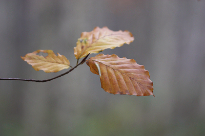 <i class='fa fa-user'></i>&nbsp;Paul Vandebroek&nbsp;|  Herfst&nbsp; <i class='fa fa-eye'>&nbsp;62</i> &nbsp;<i class='fa fa-thumbs-up'>&nbsp;2</i> &nbsp; <i class='fa fa-comment-o'>&nbsp;3</i>