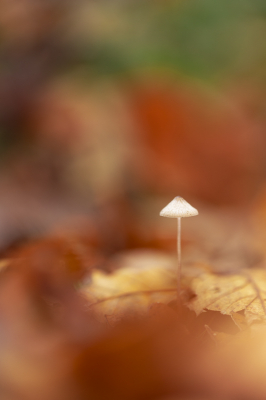 Bewolkt op statief gemaakt verder met de herfstblaadjes een achtergrond gecreeerd dit is een flinke klus maar het resultaat vind ik best mooi.