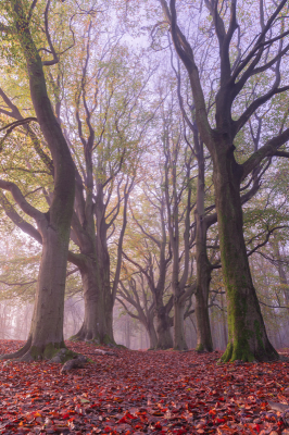 <i class='fa fa-user'></i>&nbsp;Niels72&nbsp;|  Beukenlaan&nbsp; <i class='fa fa-eye'>&nbsp;94</i> &nbsp;<i class='fa fa-thumbs-up'>&nbsp;5</i> &nbsp; <i class='fa fa-comment-o'>&nbsp;3</i>