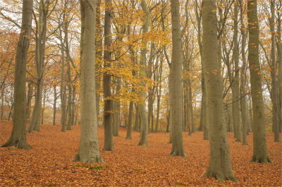 Het was deze dag best koud en zeker als je al een tijd bent nagenoeg alleen in het beukenbos bent. Er stond geen zuchtje wind mijn doel was verstilling en hersftkou vast te leggen. Ik vind dat ik hier in geslaagd ben. Wat storende stukken hout weg gepoetst.