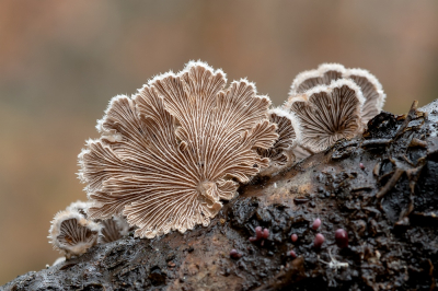 <i class='fa fa-user'></i>&nbsp;Johan van Gurp&nbsp;|  Schizophyllum commune&nbsp; <i class='fa fa-eye'>&nbsp;87</i> &nbsp;<i class='fa fa-thumbs-up'>&nbsp;1</i> &nbsp; <i class='fa fa-comment-o'>&nbsp;2</i>