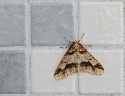 <i class='fa fa-user'></i>&nbsp;Ad Sprang&nbsp;|  Grote Wintervlinder&nbsp; <i class='fa fa-eye'>&nbsp;100</i> &nbsp;<i class='fa fa-thumbs-up'>&nbsp;1</i> &nbsp; <i class='fa fa-comment-o'>&nbsp;6</i>