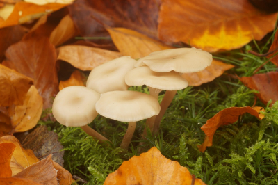 <i class='fa fa-user'></i>&nbsp;Jelle Bakker&nbsp;|  Tweekleurige Trechterzwam&nbsp; <i class='fa fa-eye'>&nbsp;76</i> &nbsp; <i class='fa fa-comment-o'>&nbsp;3</i>