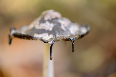 <i class='fa fa-user'></i>&nbsp;Hanry&nbsp;|  Spechtinktzwam&nbsp; <i class='fa fa-eye'>&nbsp;95</i> &nbsp;<i class='fa fa-thumbs-up'>&nbsp;1</i> &nbsp; <i class='fa fa-comment-o'>&nbsp;1</i>