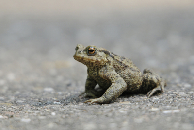 <i class='fa fa-user'></i>&nbsp;Gerard Visser&nbsp;|  Gewone Pad&nbsp; <i class='fa fa-eye'>&nbsp;116</i> &nbsp;<i class='fa fa-thumbs-up'>&nbsp;3</i> &nbsp; <i class='fa fa-comment-o'>&nbsp;7</i>