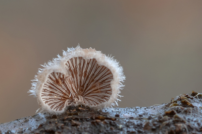 <i class='fa fa-user'></i>&nbsp;Johan van Gurp&nbsp;|  Schizophyllum commune&nbsp; <i class='fa fa-eye'>&nbsp;105</i> &nbsp;<i class='fa fa-thumbs-up'>&nbsp;5</i> &nbsp; <i class='fa fa-comment-o'>&nbsp;3</i>