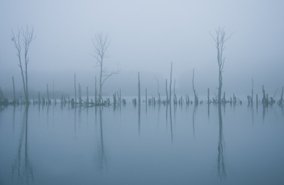 <i class='fa fa-user'></i>&nbsp;Truus Aletta Maan&nbsp;|  Dode bomen&nbsp; <i class='fa fa-eye'>&nbsp;70</i> &nbsp;<i class='fa fa-thumbs-up'>&nbsp;2</i> &nbsp; <i class='fa fa-comment-o'>&nbsp;8</i>