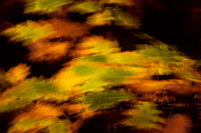 <i class='fa fa-user'></i>&nbsp;Truus Aletta Maan&nbsp;|  Herfstbladeren&nbsp; <i class='fa fa-eye'>&nbsp;63</i> &nbsp; <i class='fa fa-comment-o'>&nbsp;8</i>