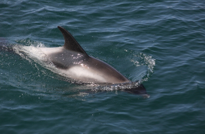 <i class='fa fa-user'></i>&nbsp;Mark de Bruijn&nbsp;|  Witsnuitdolfijn&nbsp; <i class='fa fa-eye'>&nbsp;150</i> &nbsp;<i class='fa fa-thumbs-up'>&nbsp;3</i> &nbsp; <i class='fa fa-comment-o'>&nbsp;4</i>