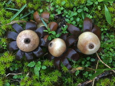 <i class='fa fa-user'></i>&nbsp;Eef Kieft&nbsp;|  Tepelaardster&nbsp; <i class='fa fa-eye'>&nbsp;115</i> &nbsp;<i class='fa fa-thumbs-up'>&nbsp;1</i> &nbsp; <i class='fa fa-comment-o'>&nbsp;6</i>