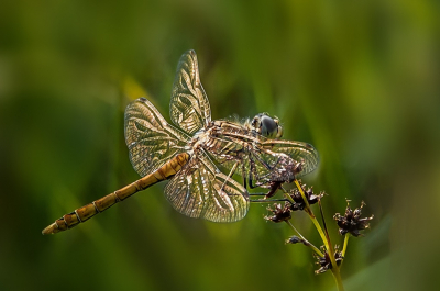 <i class='fa fa-user'></i>&nbsp;Jacolienl&nbsp;|  Bruinrode Heidelibel&nbsp; <i class='fa fa-eye'>&nbsp;118</i> &nbsp;<i class='fa fa-thumbs-up'>&nbsp;4</i> &nbsp; <i class='fa fa-comment-o'>&nbsp;4</i>