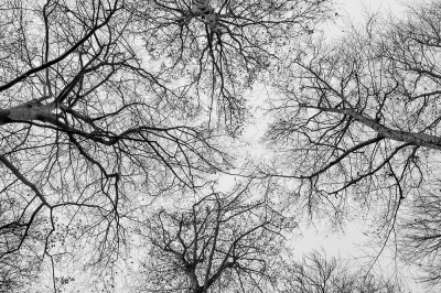 <i class='fa fa-user'></i>&nbsp;Johan van Gurp&nbsp;|  Boomkruinen&nbsp; <i class='fa fa-eye'>&nbsp;94</i> &nbsp; <i class='fa fa-comment-o'>&nbsp;2</i>