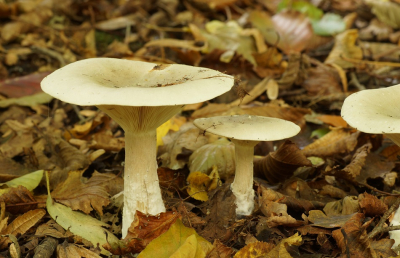 <i class='fa fa-user'></i>&nbsp;Jelle Bakker&nbsp;|  Grote Trechterzwam&nbsp; <i class='fa fa-eye'>&nbsp;88</i> &nbsp; <i class='fa fa-comment-o'>&nbsp;2</i>