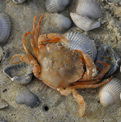 <i class='fa fa-user'></i>&nbsp;Gerard Visser&nbsp;|  Gewone Zwemkrab&nbsp; <i class='fa fa-eye'>&nbsp;108</i> &nbsp;<i class='fa fa-thumbs-up'>&nbsp;3</i> &nbsp; <i class='fa fa-comment-o'>&nbsp;8</i>