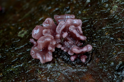 <i class='fa fa-user'></i>&nbsp;Johan van Gurp&nbsp;|  Paarse Knoopzwam&nbsp; <i class='fa fa-eye'>&nbsp;101</i> &nbsp;<i class='fa fa-thumbs-up'>&nbsp;1</i> &nbsp; <i class='fa fa-comment-o'>&nbsp;2</i>