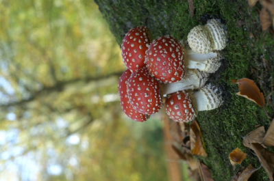 <i class='fa fa-user'></i>&nbsp;Jasper&nbsp;|  Vliegenzwam&nbsp; <i class='fa fa-eye'>&nbsp;216</i> &nbsp;<i class='fa fa-thumbs-up'>&nbsp;4</i> &nbsp; <i class='fa fa-comment-o'>&nbsp;8</i>