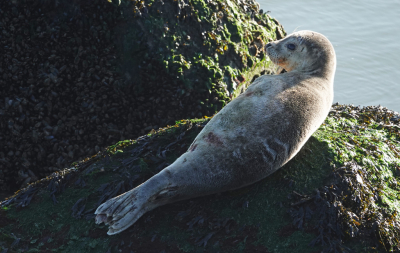 <i class='fa fa-user'></i>&nbsp;nelappelmelk&nbsp;|  Gewone Zeehond&nbsp; <i class='fa fa-eye'>&nbsp;138</i> &nbsp; <i class='fa fa-comment-o'>&nbsp;7</i>