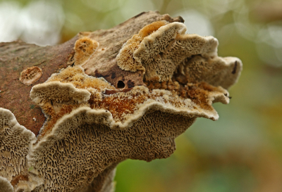 <i class='fa fa-user'></i>&nbsp;Cor&nbsp;|  Bleke Borstelkurkzwam&nbsp; <i class='fa fa-eye'>&nbsp;115</i> &nbsp;<i class='fa fa-thumbs-up'>&nbsp;5</i> &nbsp; <i class='fa fa-comment-o'>&nbsp;12</i>