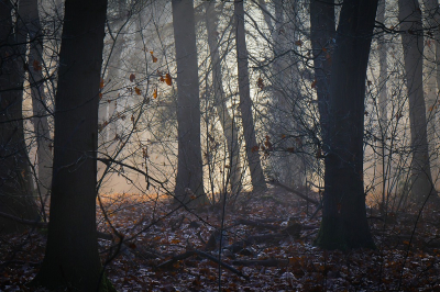 <i class='fa fa-user'></i>&nbsp;Bert Veerman&nbsp;|  Misty&nbsp; <i class='fa fa-eye'>&nbsp;133</i> &nbsp;<i class='fa fa-thumbs-up'>&nbsp;5</i> &nbsp; <i class='fa fa-comment-o'>&nbsp;11</i>