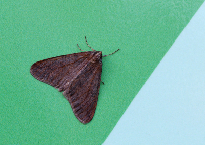 <i class='fa fa-user'></i>&nbsp;Ad Sprang&nbsp;|  Grote Wintervlinder&nbsp; <i class='fa fa-eye'>&nbsp;77</i> &nbsp;<i class='fa fa-thumbs-up'>&nbsp;1</i> &nbsp; <i class='fa fa-comment-o'>&nbsp;8</i>