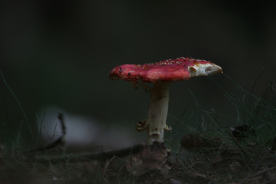 <i class='fa fa-user'></i>&nbsp;Ruben de Bruijn&nbsp;|  Vliegenzwam&nbsp; <i class='fa fa-eye'>&nbsp;60</i> &nbsp; <i class='fa fa-comment-o'>&nbsp;7</i>