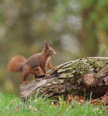 <i class='fa fa-user'></i>&nbsp;Jurgen Maassen&nbsp;|  Eekhoorn&nbsp; <i class='fa fa-eye'>&nbsp;122</i> &nbsp;<i class='fa fa-thumbs-up'>&nbsp;8</i> &nbsp; <i class='fa fa-comment-o'>&nbsp;4</i>