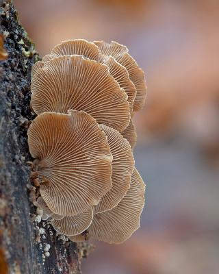 <i class='fa fa-user'></i>&nbsp;Johan van Gurp&nbsp;|  Scherpe Schelpzwam&nbsp; <i class='fa fa-eye'>&nbsp;95</i> &nbsp;<i class='fa fa-thumbs-up'>&nbsp;1</i> &nbsp; <i class='fa fa-comment-o'>&nbsp;2</i>