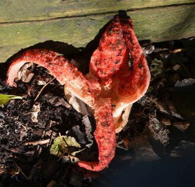 <i class='fa fa-user'></i>&nbsp;B.M.Schouten-Ruis&nbsp;|  Inktviszwam&nbsp; <i class='fa fa-eye'>&nbsp;103</i> &nbsp; <i class='fa fa-comment-o'>&nbsp;7</i>