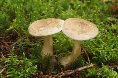 <i class='fa fa-user'></i>&nbsp;Jelle Bakker&nbsp;|  Knotsvoettrechterzwam&nbsp; <i class='fa fa-eye'>&nbsp;67</i> &nbsp;<i class='fa fa-thumbs-up'>&nbsp;1</i> &nbsp; <i class='fa fa-comment-o'>&nbsp;2</i>