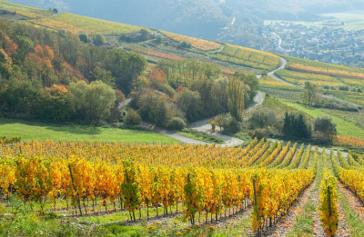 <i class='fa fa-user'></i>&nbsp;Tim Oord&nbsp;|  Wijnstokken aan de Moezel&nbsp; <i class='fa fa-eye'>&nbsp;101</i> &nbsp; <i class='fa fa-comment-o'>&nbsp;2</i>