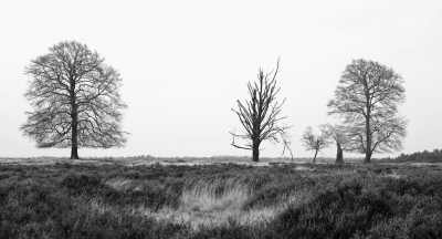 <i class='fa fa-user'></i>&nbsp;nelappelmelk&nbsp;|  Bomenrij&nbsp; <i class='fa fa-eye'>&nbsp;95</i> &nbsp; <i class='fa fa-comment-o'>&nbsp;4</i>