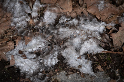 tijdens een wandeling in de Monchique ,in de Algarve, zag ik dit hoopje veren van een niet lang geleden prooi van een roofvogel.
Een typisch Beel van verval door de combinatie met de dode bladeren en de regendruppels.