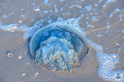 <i class='fa fa-user'></i>&nbsp;Hanry&nbsp;|  Zeepaddenstoel&nbsp; <i class='fa fa-eye'>&nbsp;118</i> &nbsp;<i class='fa fa-thumbs-up'>&nbsp;1</i> &nbsp; <i class='fa fa-comment-o'>&nbsp;8</i>