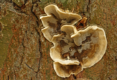 <i class='fa fa-user'></i>&nbsp;Cor&nbsp;|  Grijze Buisjeszwam&nbsp; <i class='fa fa-eye'>&nbsp;71</i> &nbsp;<i class='fa fa-thumbs-up'>&nbsp;1</i> &nbsp; <i class='fa fa-comment-o'>&nbsp;5</i>