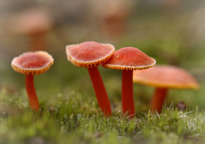 <i class='fa fa-user'></i>&nbsp;Nel R&nbsp;|  Gewoon Vuurzwammetje&nbsp; <i class='fa fa-eye'>&nbsp;98</i> &nbsp;<i class='fa fa-thumbs-up'>&nbsp;2</i> &nbsp; <i class='fa fa-comment-o'>&nbsp;7</i>