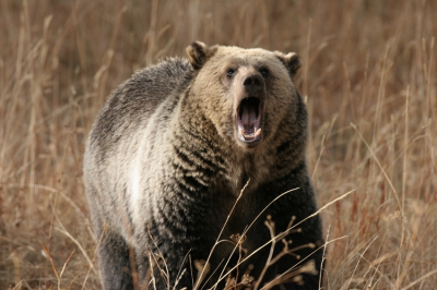 Deze prachtige grizzlybeer kwamen we vorige maand tegen in Yellowstone NP. 
Claudia & PJ DutchDuo
Gegevens: Canon 20D + 600mm Canon
