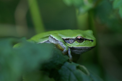 <i class='fa fa-user'></i>&nbsp;Jasper&nbsp;|  Europese Boomkikker&nbsp; <i class='fa fa-eye'>&nbsp;97</i> &nbsp; <i class='fa fa-comment-o'>&nbsp;3</i>