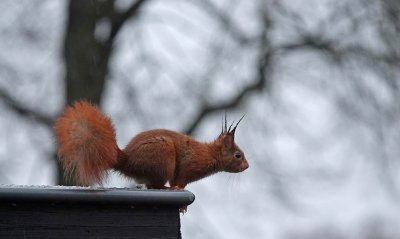 <i class='fa fa-user'></i>&nbsp;nelappelmelk&nbsp;|  Eekhoorn&nbsp; <i class='fa fa-eye'>&nbsp;109</i> &nbsp;<i class='fa fa-thumbs-up'>&nbsp;4</i> &nbsp; <i class='fa fa-comment-o'>&nbsp;5</i>