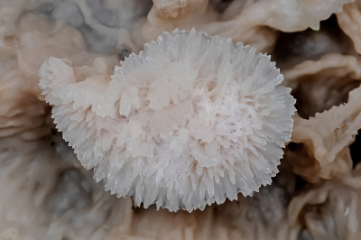 <i class='fa fa-user'></i>&nbsp;Johan van Gurp&nbsp;|  Spekzwoerdzwam&nbsp; <i class='fa fa-eye'>&nbsp;83</i> &nbsp;<i class='fa fa-thumbs-up'>&nbsp;3</i> &nbsp; <i class='fa fa-comment-o'>&nbsp;2</i>