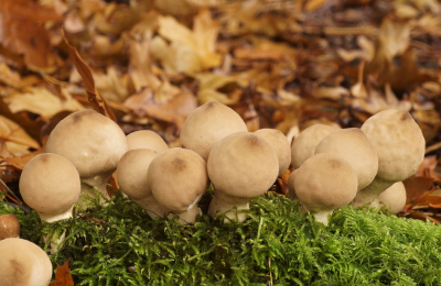 <i class='fa fa-user'></i>&nbsp;Jelle Bakker&nbsp;|  Peervormige Stuifzwam&nbsp; <i class='fa fa-eye'>&nbsp;68</i> &nbsp;<i class='fa fa-thumbs-up'>&nbsp;1</i> &nbsp; <i class='fa fa-comment-o'>&nbsp;2</i>