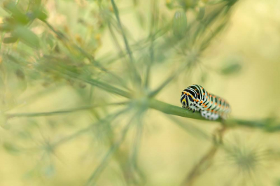 <i class='fa fa-user'></i>&nbsp;elles&nbsp;|  Koninginnenpage&nbsp; <i class='fa fa-eye'>&nbsp;112</i> &nbsp;<i class='fa fa-thumbs-up'>&nbsp;4</i> &nbsp; <i class='fa fa-comment-o'>&nbsp;4</i>